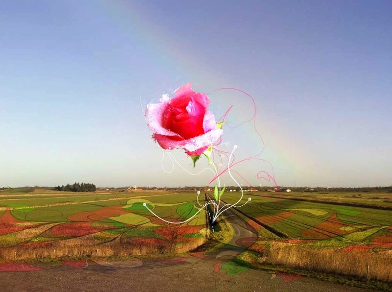 Rose over a colorful field