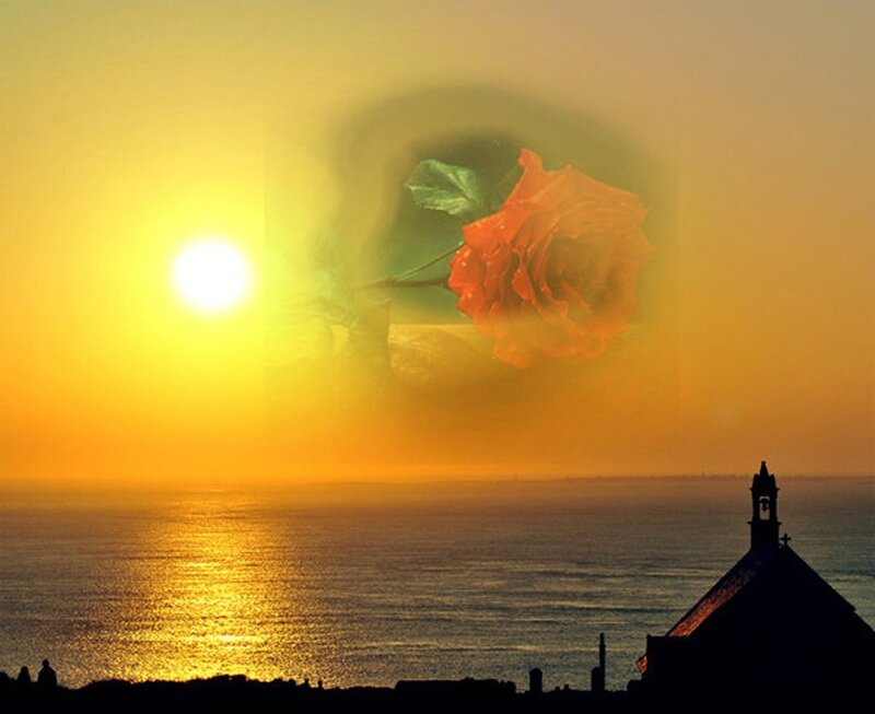 Rose over Ocean