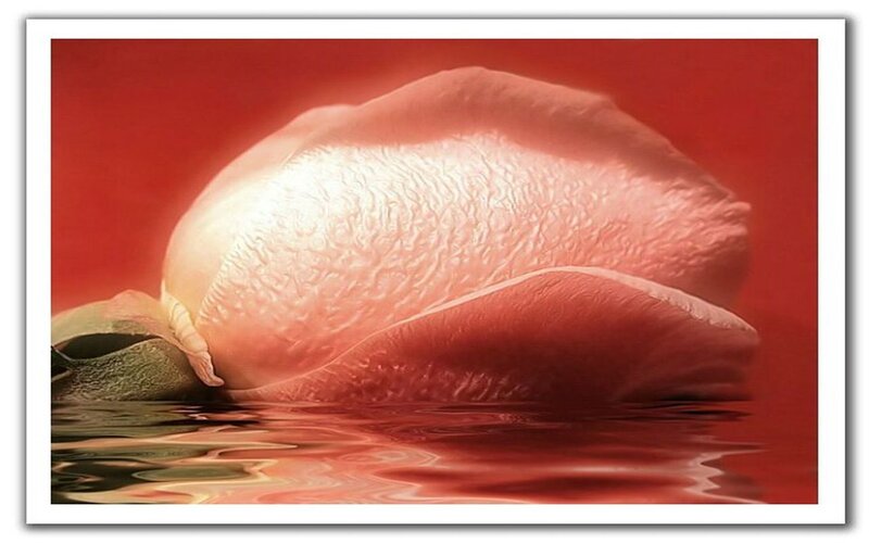 Rose Petal in Water — Red