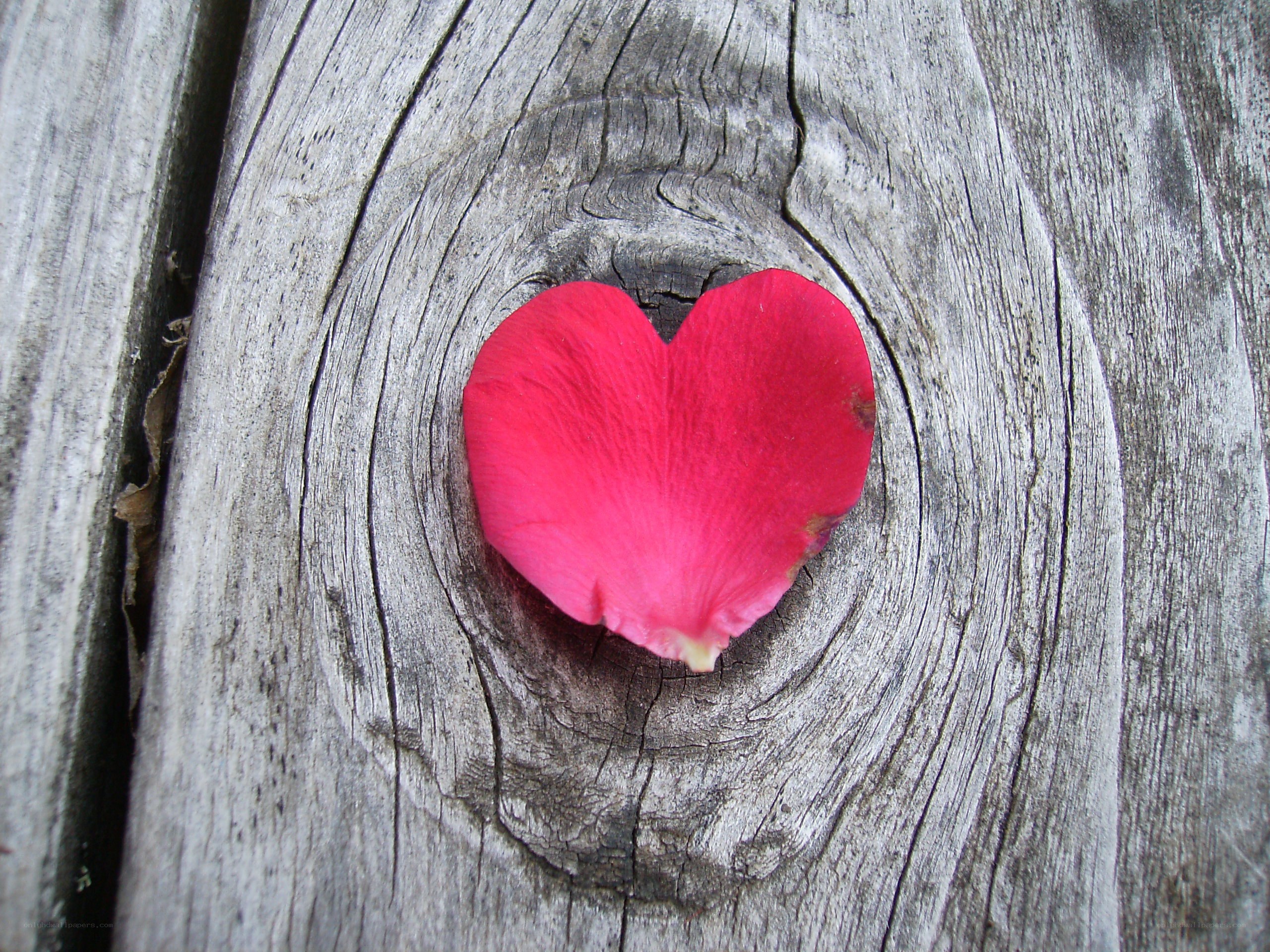 rose petal on wooden surface