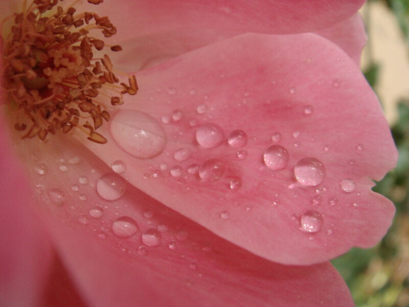 rose petal with water droplets