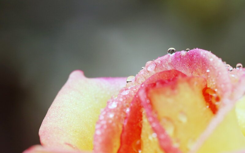 Rose Petal with Water Droplets — Pink