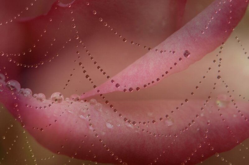 rose petal with water droplets