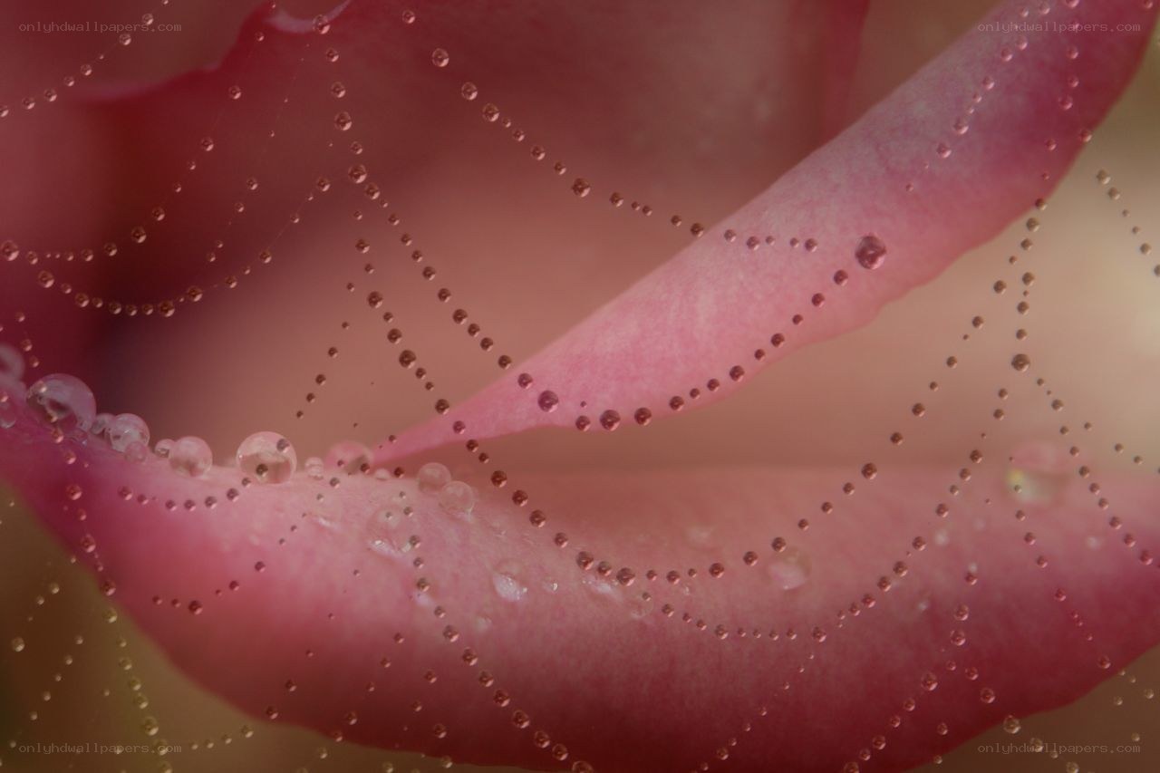 rose petal with water droplets