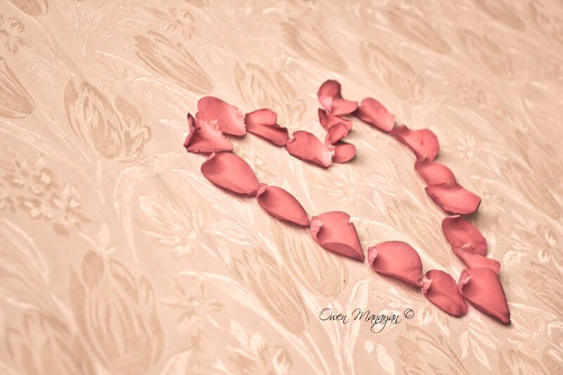 Rose Petals in Heart Shape — Pink, Romantic