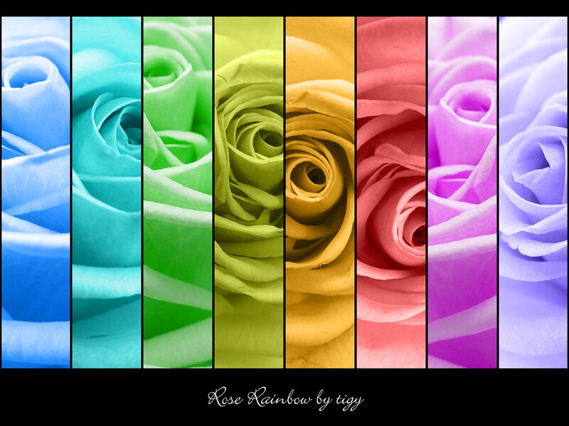 Rose Petals in Rainbow