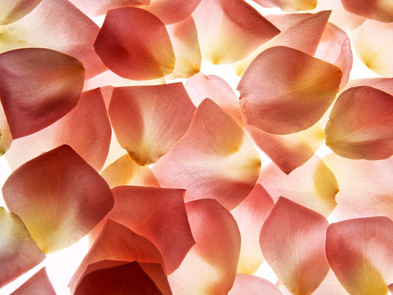 rose petals in soft light