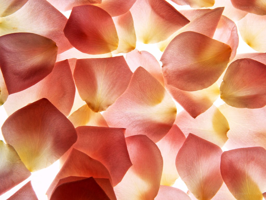 rose petals in sunlight
