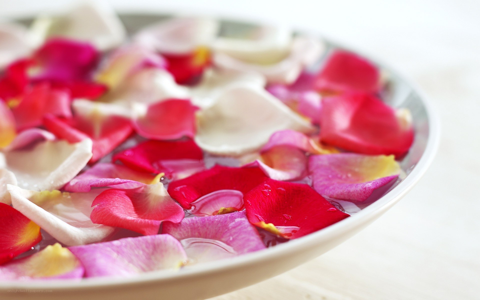 rose petals in water