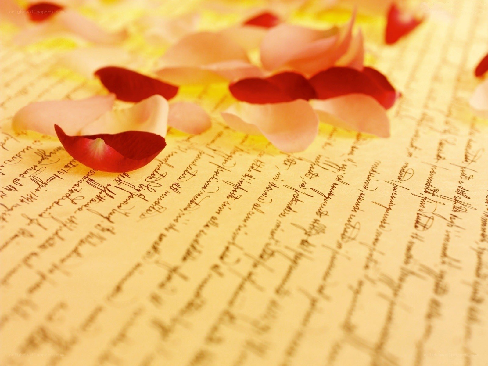 rose petals on a letter
