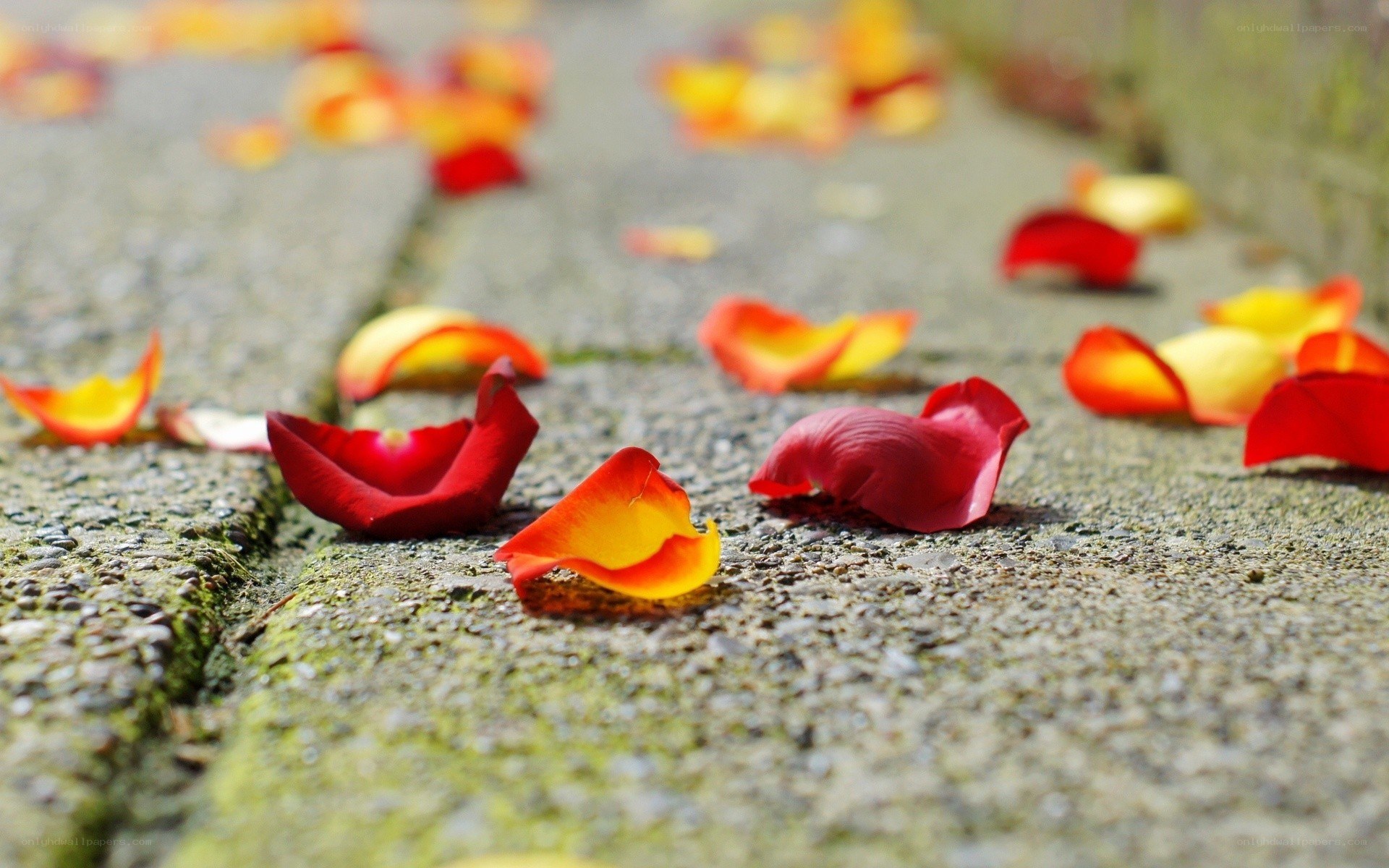 Rose petals on a stone path