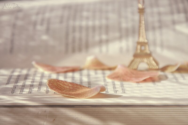 Rose Petals on Book