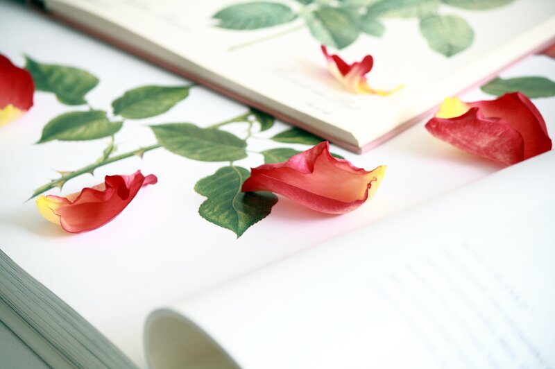 Rose Petals on Book — White