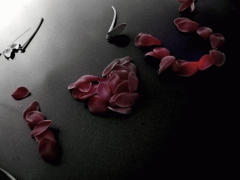 Rose Petals on Dark Surface — Black