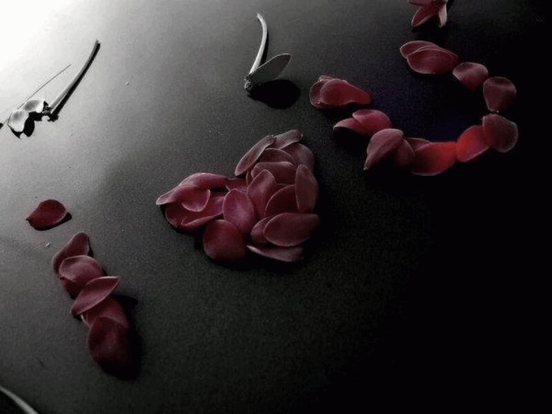 rose petals on dark surface