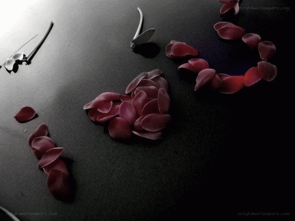 rose petals on dark surface