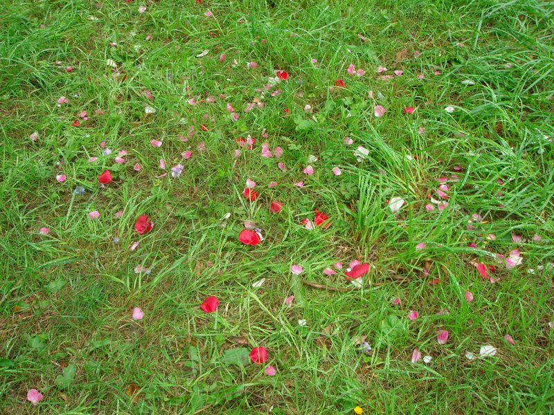 rose petals on grass