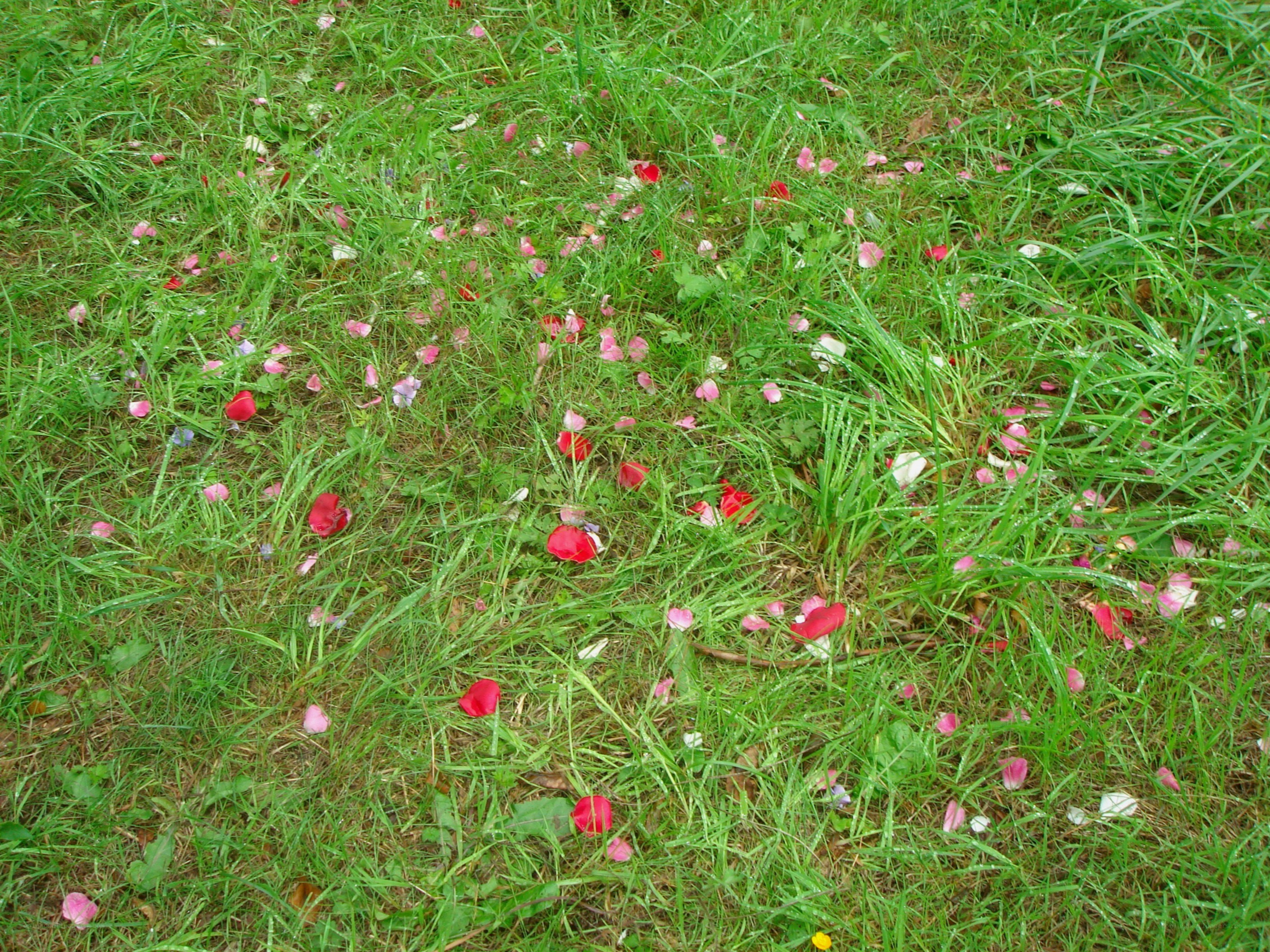 rose petals on grass