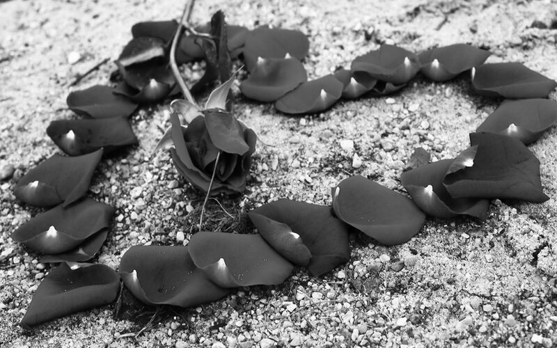 Rose Petals on Ground