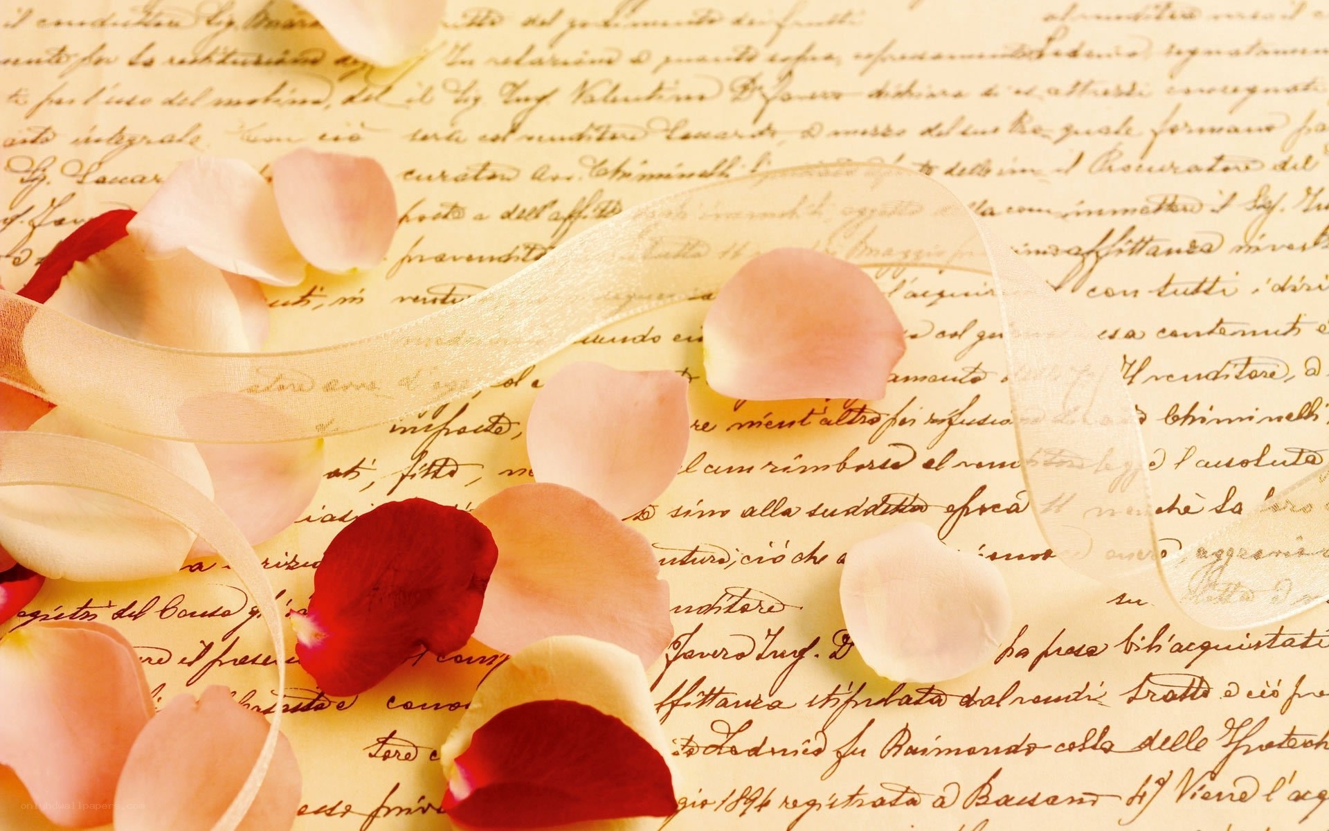 rose petals on old letter