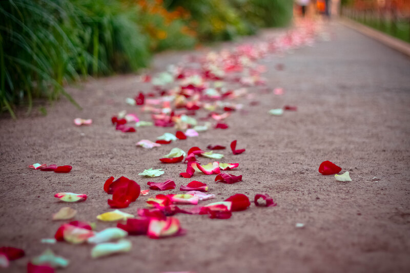 Rose Petals on Path
