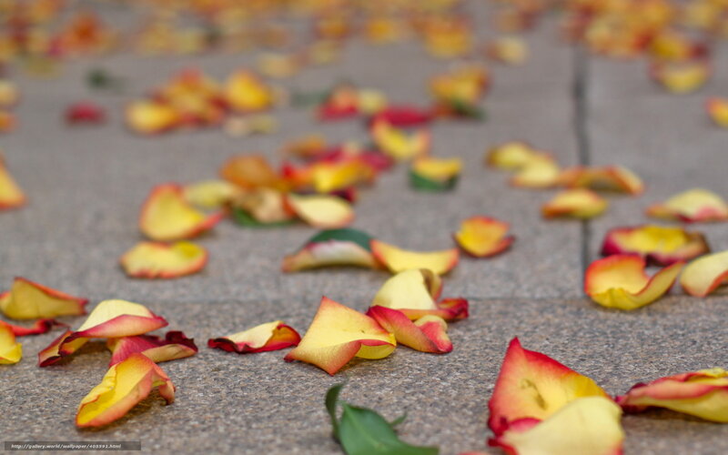 rose petals on pavement