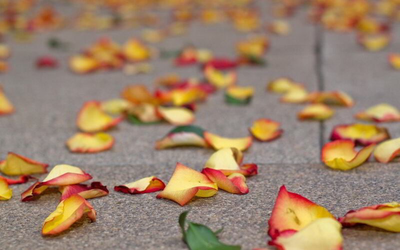 Rose Petals on Pavement — Yellow, Calm