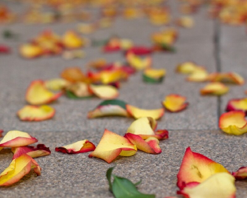 Rose Petals on Pavement — Yellow