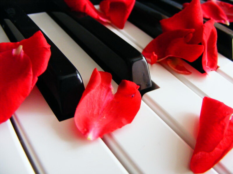 Rose Petals on Piano Keys