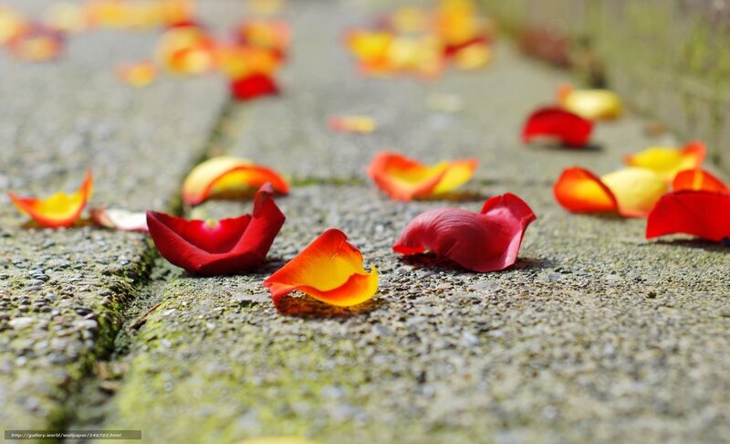 rose petals on stone path