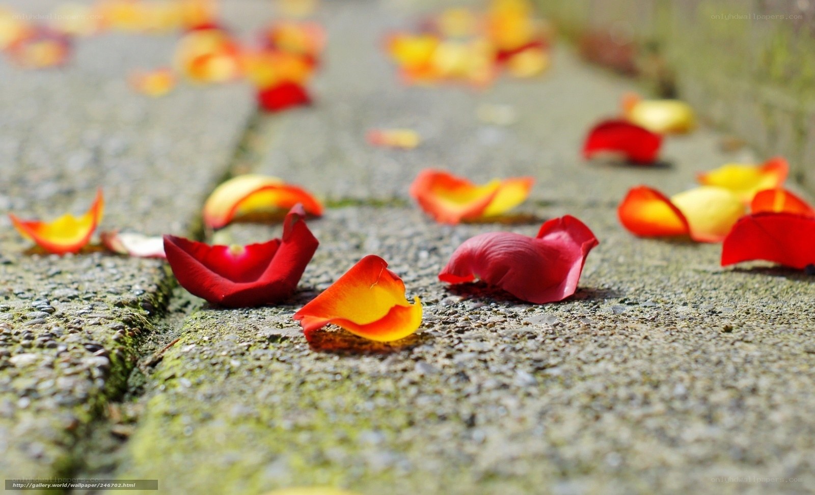 rose petals on stone path