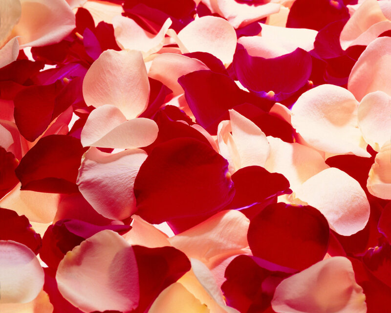 Rose Petals on Surface — Red, Calm, Photograph