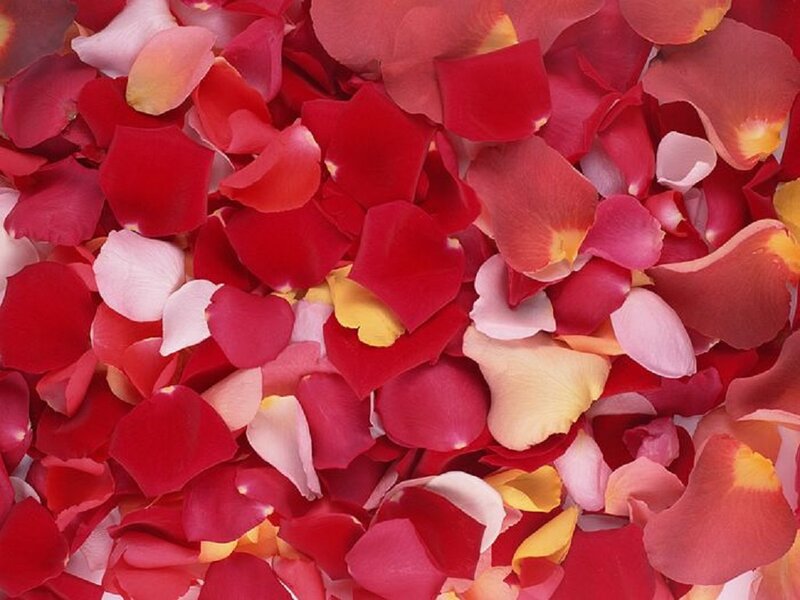 Rose Petals on Surface — Red, Calm