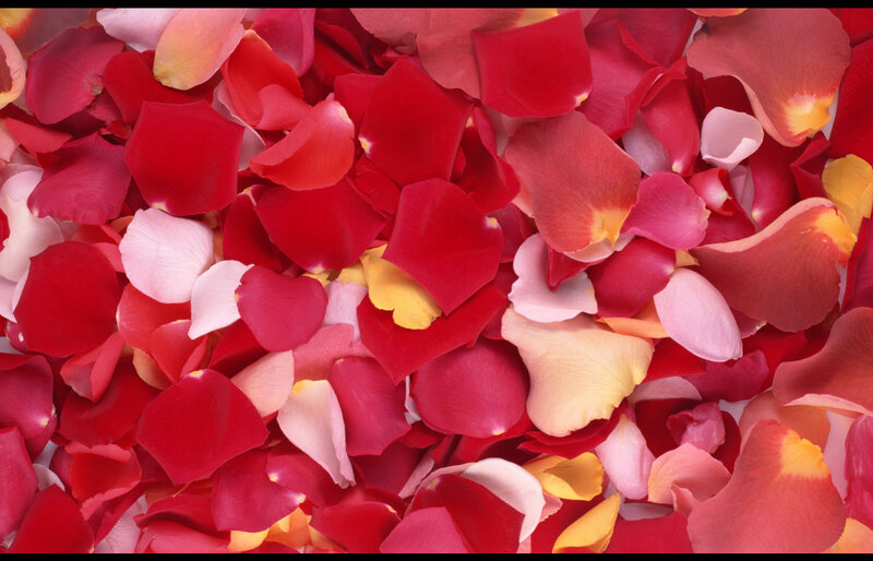 Rose Petals on Surface — Red
