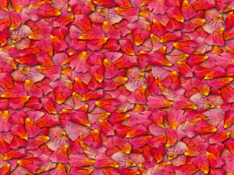 Rose Petals on Surface