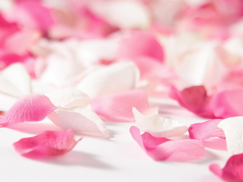 Rose Petals on White