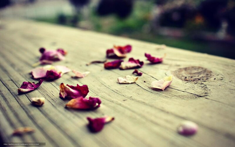 Rose Petals on Wood — Brown