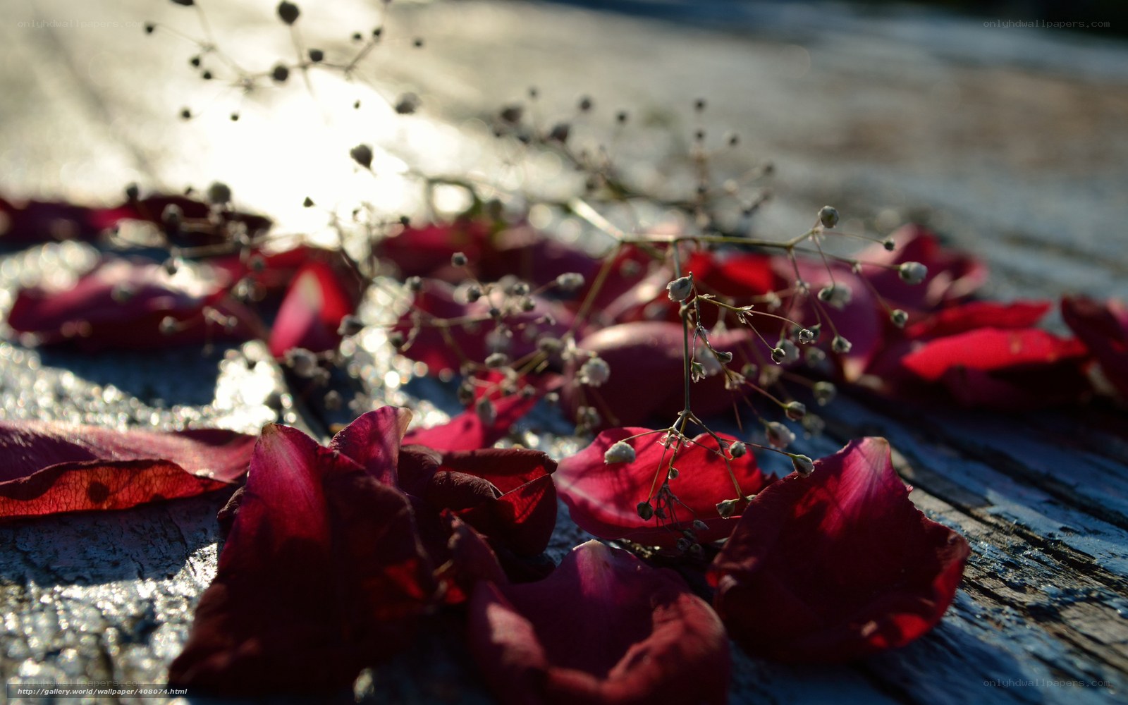 rose petals on wooden surface