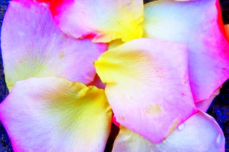 Rose Petals — Pink