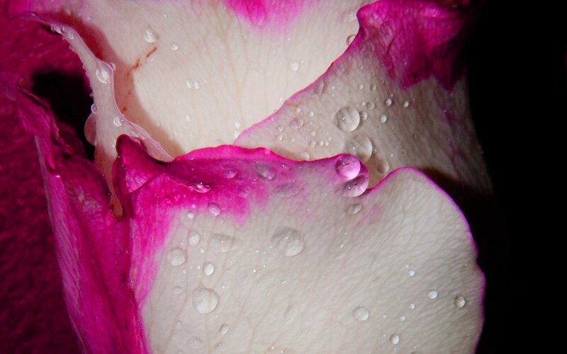 Rose Petals with Water Droplets