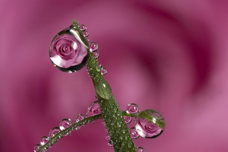 Rose Stem with Water Droplets