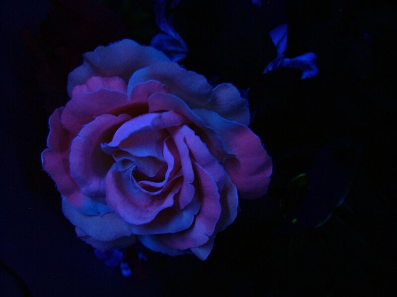 Rose under Black Light