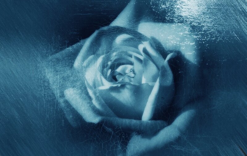 Rose under Water