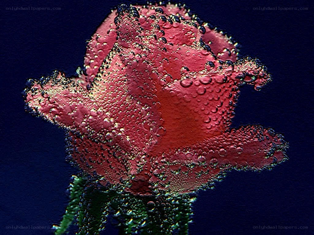 Rose underwater with bubbles