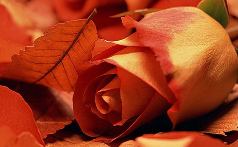 Rose with Autumn Leaves