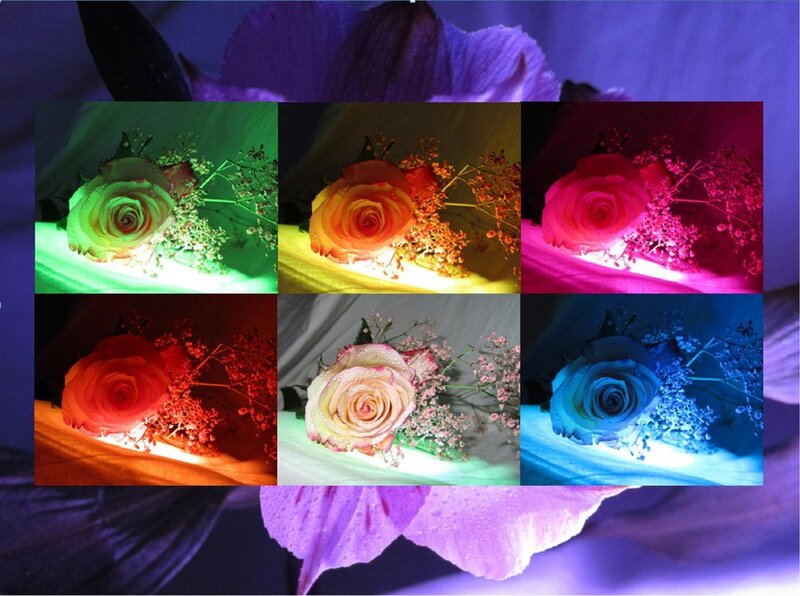 Rose with Baby's Breath — Purple