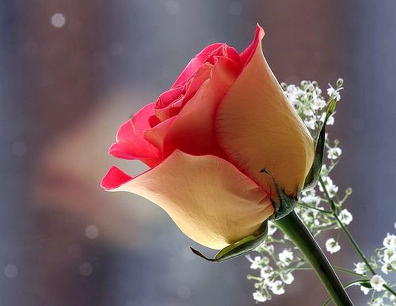 Rose with Baby's Breath