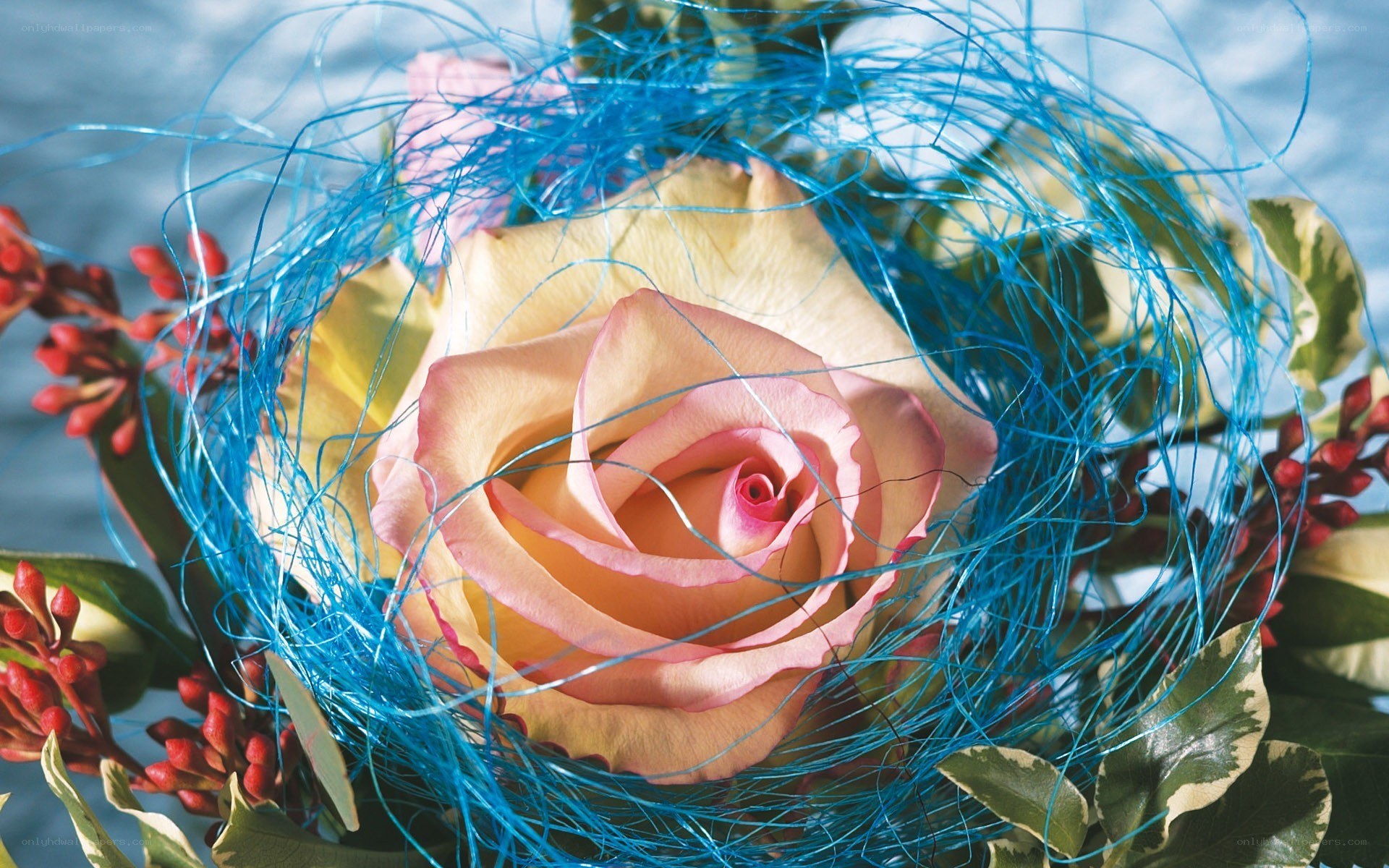 rose with blue fibers