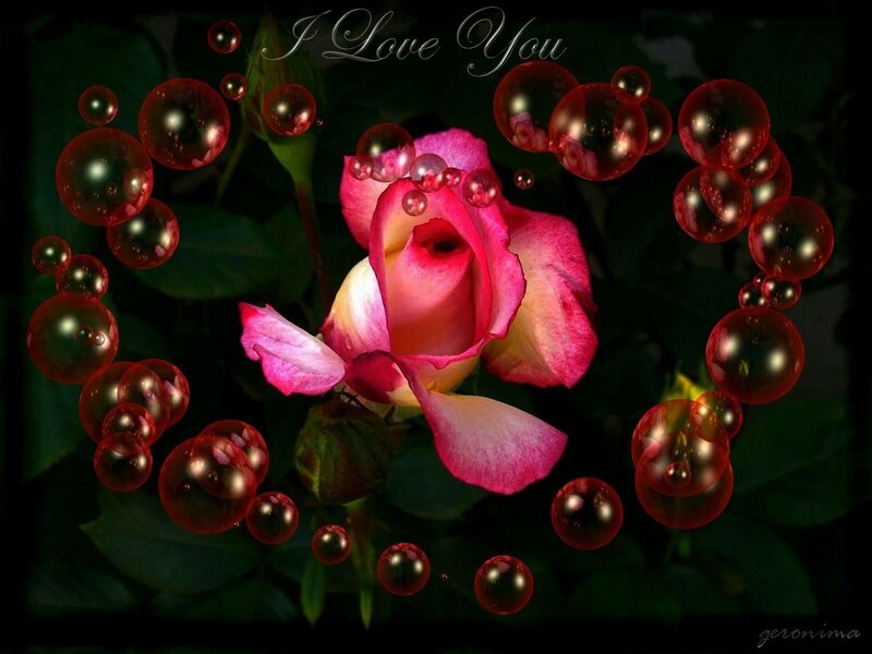rose with bubbles heart