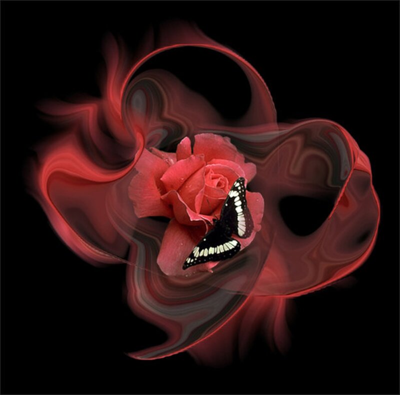 Rose with Butterfly